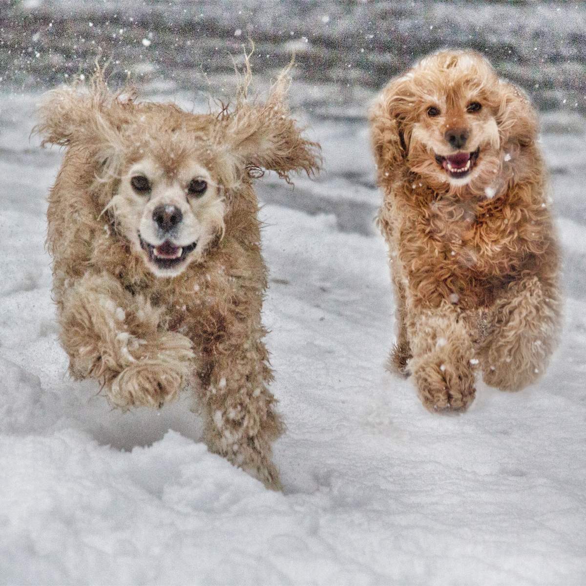 Beautiful photos of dogs playing in B.C. snow storm - image