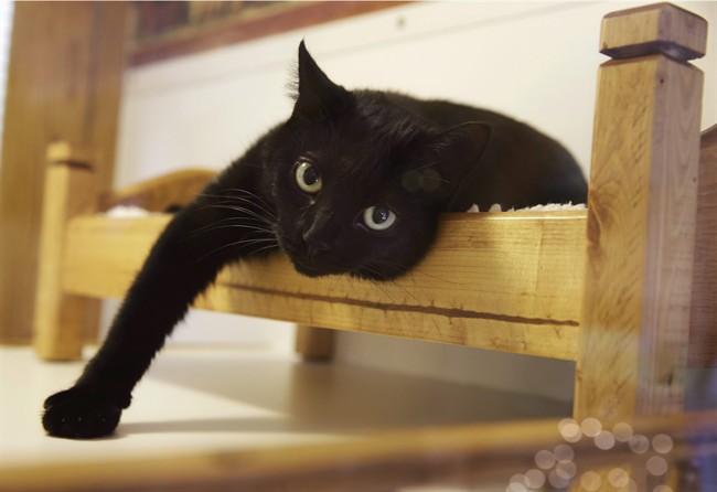 New Brunswick's Veterinary Medical Association has voted to prohibit cat declawing.