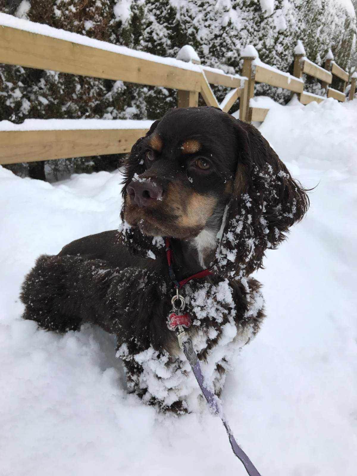 Beautiful photos of dogs playing in B.C. snow storm - image
