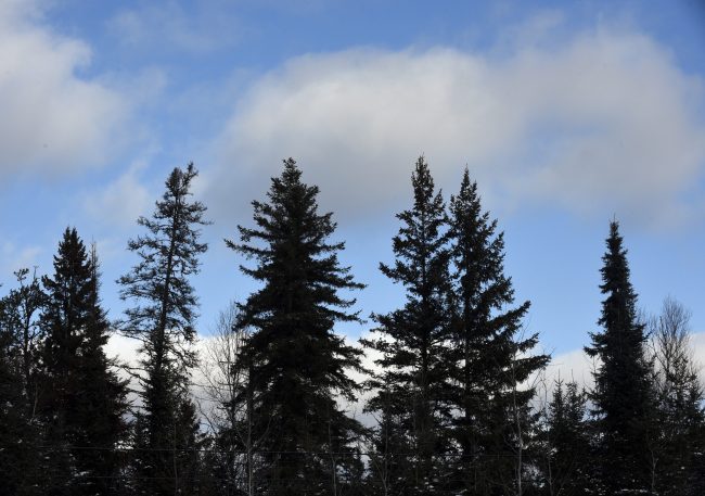Trees are seen along the Trans Canada highway between Fort Frances and Atikokan, Ont., Nov. 14, 2014. 

