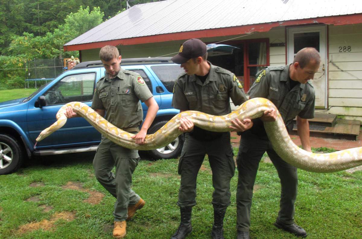 Mack Ralbovsky, left, of the Rainforest Reptile Shows, gets assistance from Vermont game wardens Tim Carey, centre, and Wes Butler as they remove a reticulated python, between 17 and 18 feet long, from the home of Pat Howard Tuesday, Aug. 25, 2015, in North Clarendon, Vt.
