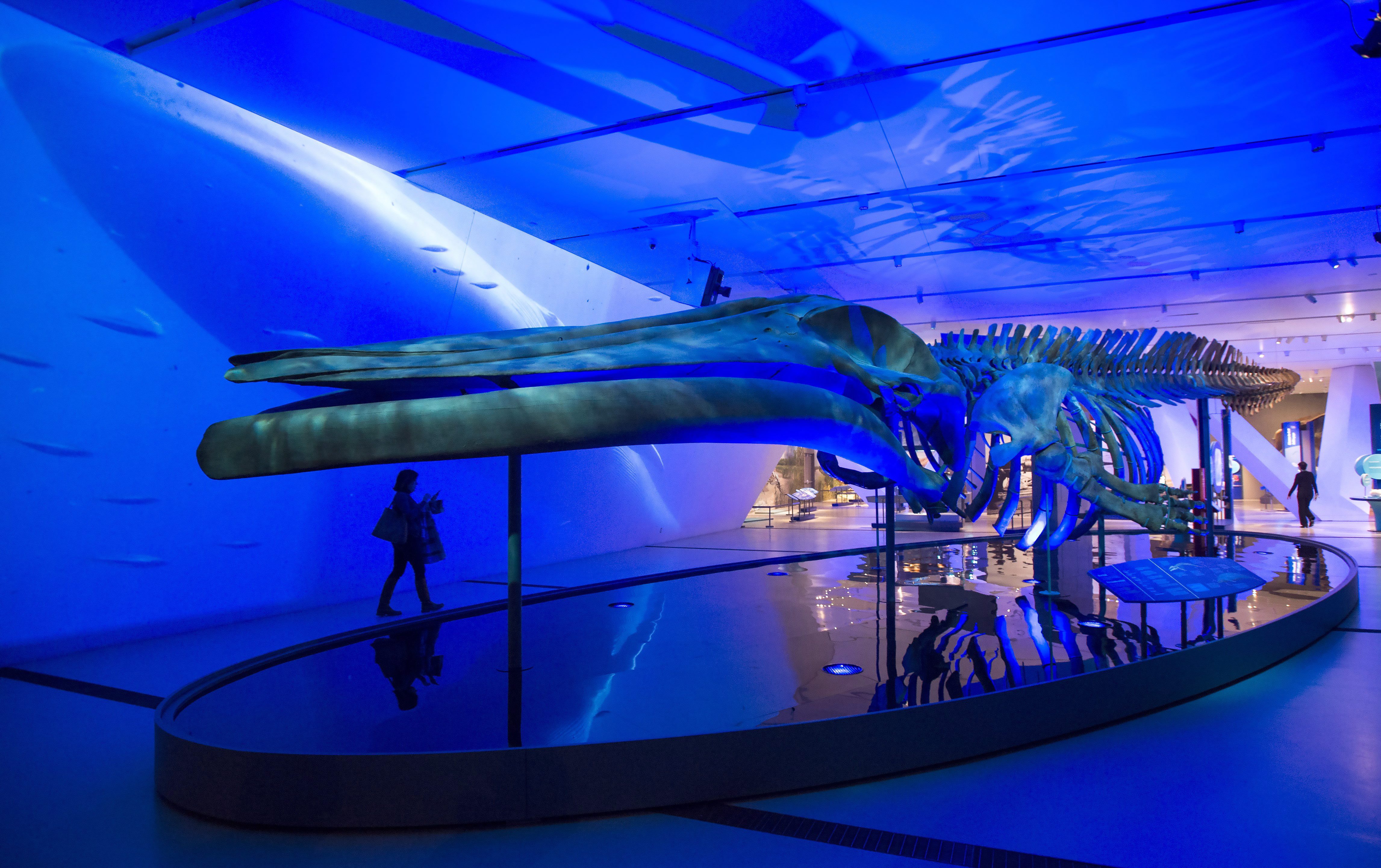 Blue Whale That Washed Up On Newfoundland Beach Makes Museum Debut ...