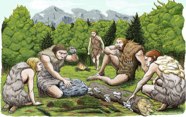 This drawing provided by Abel Grau Guerrero shows Spanish Neanderthals munching on mushrooms, pine nuts and moss. 