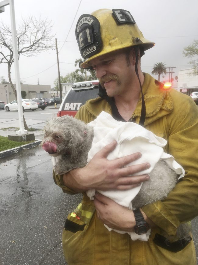 Santa Monica firefighter Andrew Klein holds Crystal Lamirande's dog, Nalu, in Santa Monica, Calif., March 21, 2017. 

