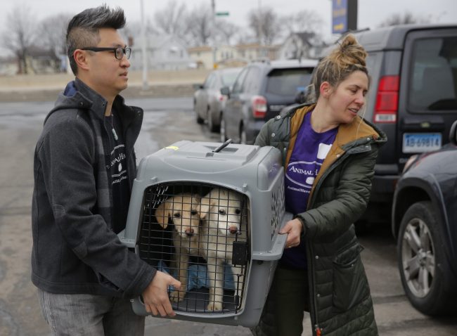A crate holding two puppies rescued from a South Korean dog meat farm are loaded onto an animal transport vehicle near Kennedy Airport by Animal Haven Director of Operations Mantat Wong, left, and volunteer Nicole Smith in New York, March 26, 2017.