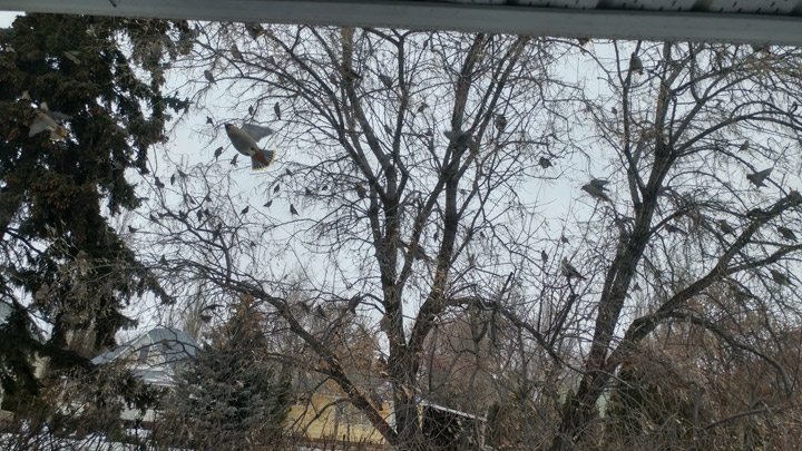 March 1: This Your Saskatchewan photo of a bird herd was snapped in Watrous by Len.