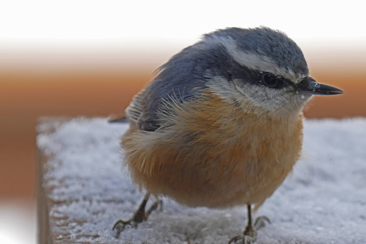 March 5: This Your Saskatchewan photo was taken in Regina by Ron Sharpe.