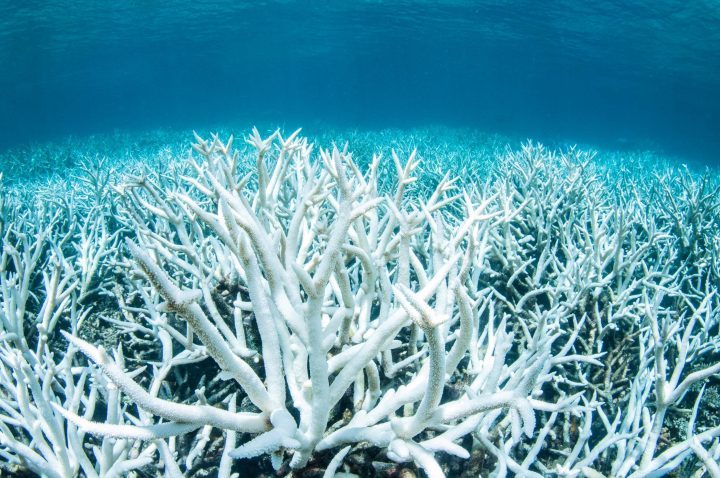 Bleached coral is photographed on Australia's Great Barrier Reef near Port Douglas, February 20, 2017 in this handout image from Greenpeace.