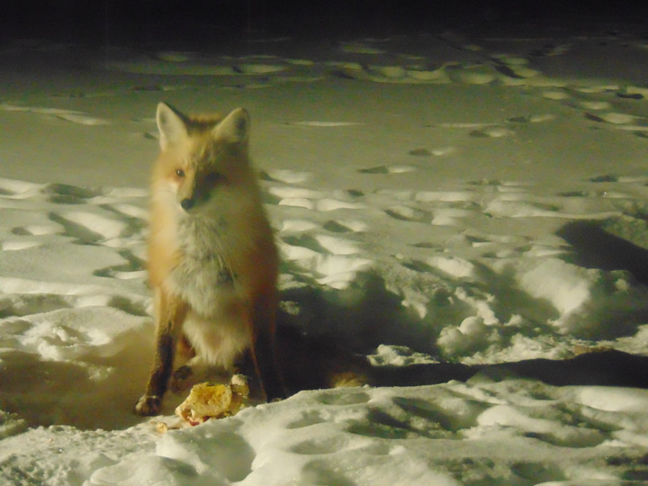 March 22: Faye Campbell took this Your Saskatchewan photo at Foam Lake of a fox eating from a dog dish.