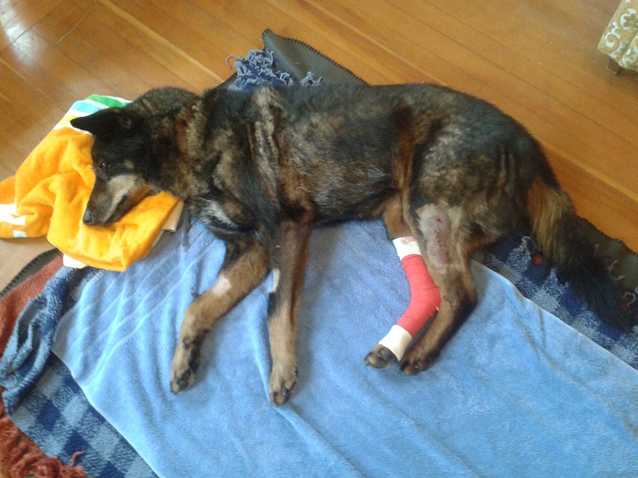 The dog, Chester, was attacked by a wolf in Ucleulet.