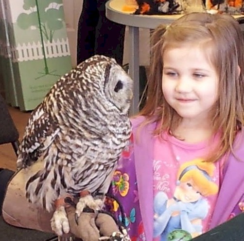 See Live Owls - image