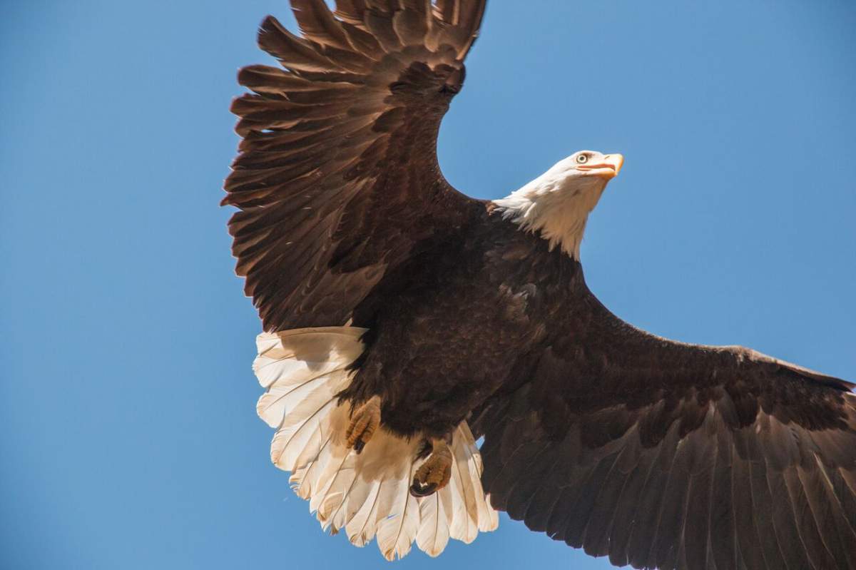 Annual Eagle Release - image
