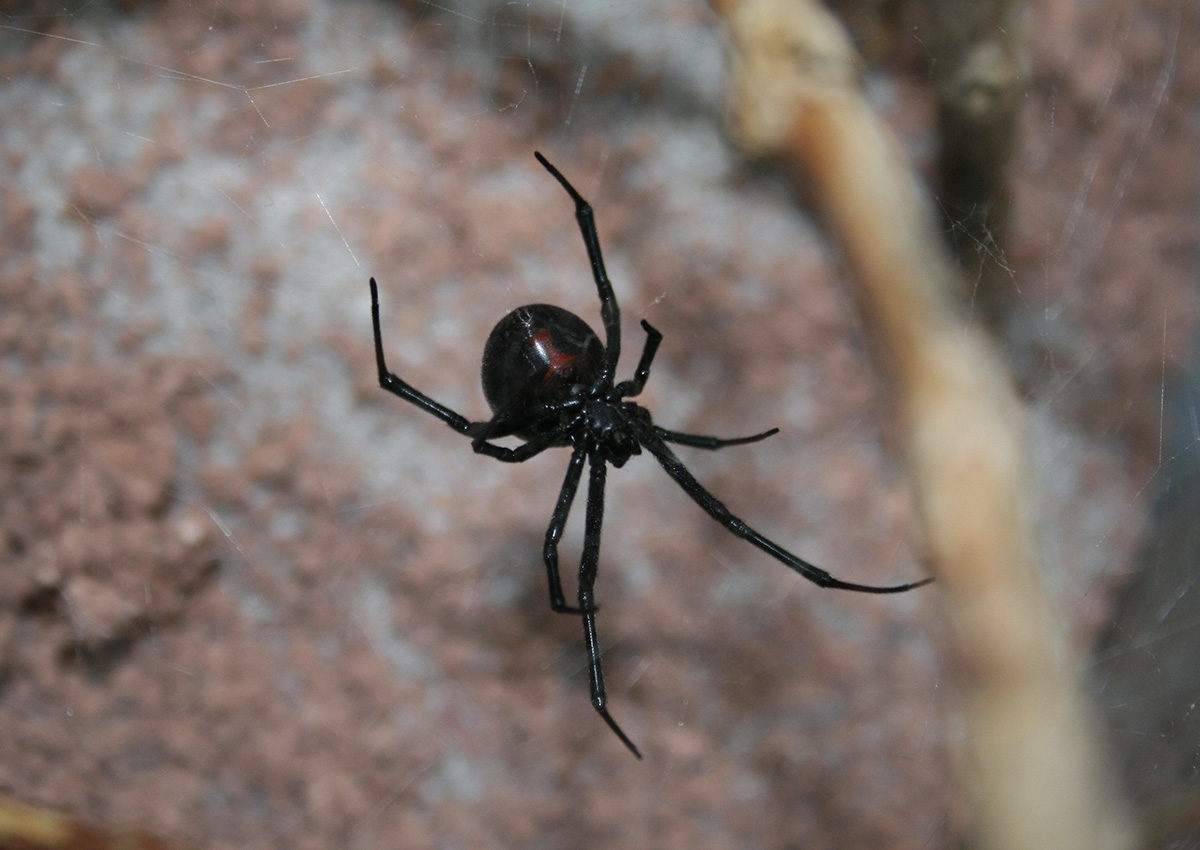 A Black Widow spider.