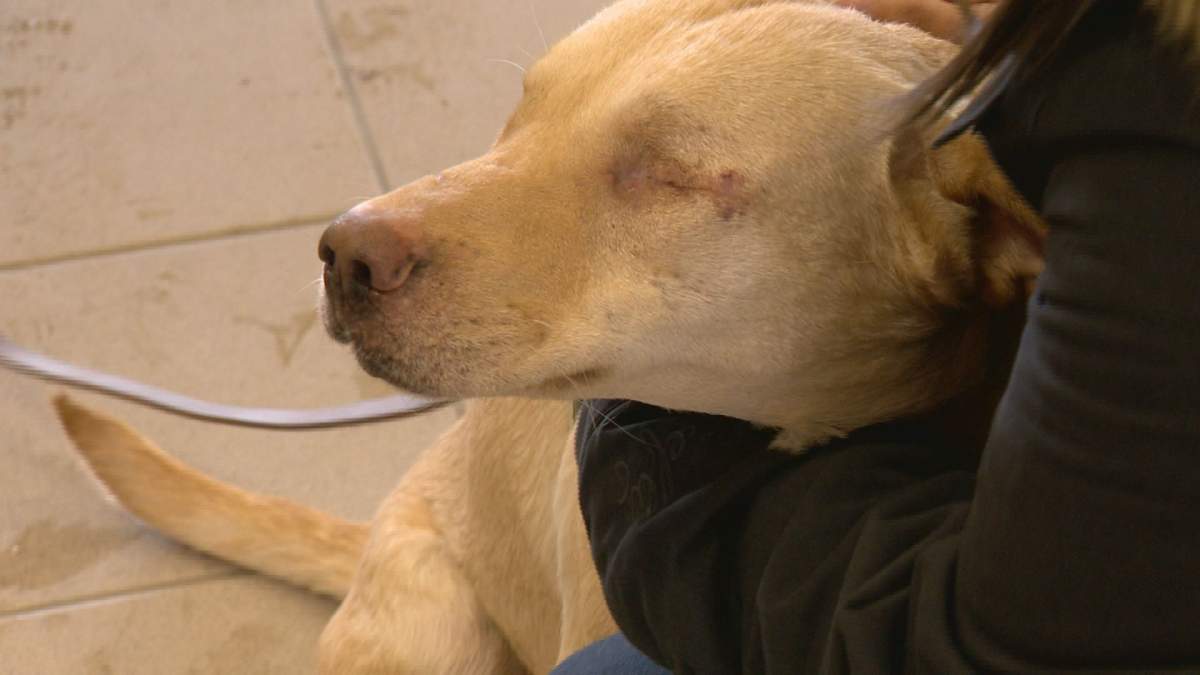 Quinn lost both eyes to a porcupine attack but is now looking for a new home.