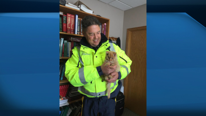 Cpl. Sean Chiddenton with Weyburn Traffic Services visits the orange kitten he rescued with Cst. Ryan Oram. 