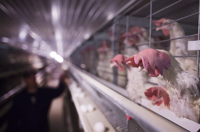 Rows of new enriched colony housing cages inside a hen barn on an egg farm in West Lincoln, Ont., on March 7, 2016. 