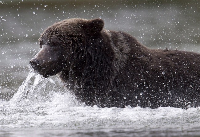 Poll suggests majority of British Columbians support complete ban on grizzly bear hunt - image