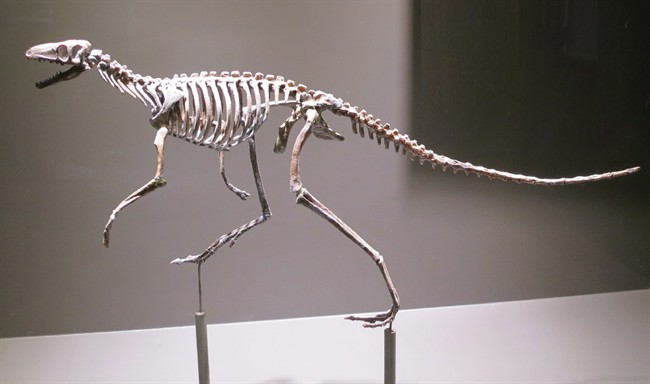 A skeleton of the proto-dinosaur Marasuchus, is shown in this undated handout photo.