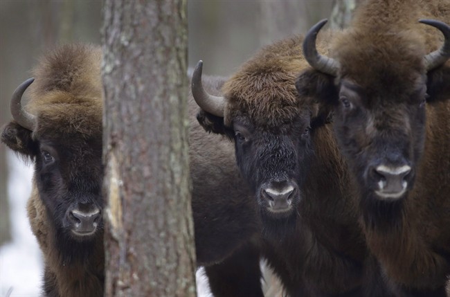 Scientists pinpoint when bison first arrived in North America - image