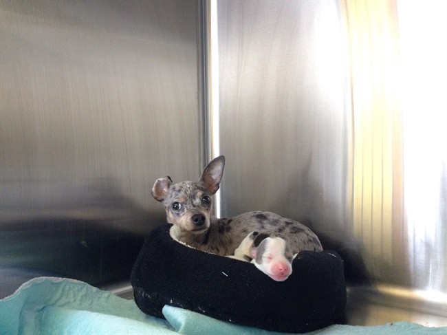 A man who had 101 dogs seized from his house in southern Alberta has voluntarily surrendered the animals to the Alberta SPCA. 