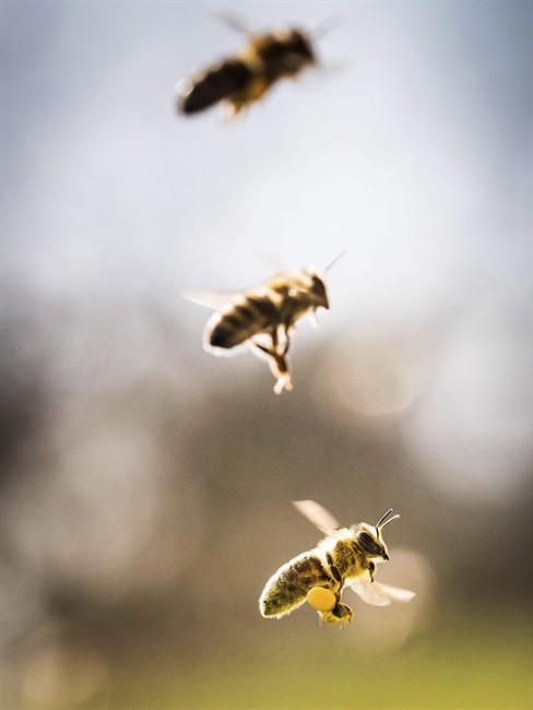 A bee carrying pollen, bottom, flies at Lohrberg hill in Frankfurt, Germany in a March 13, 2017 photo.