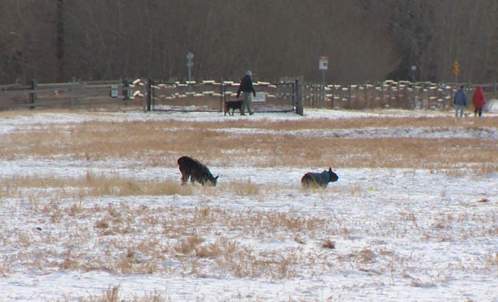 Saskatoon SPCA says a puppy has tested positive for parvovirus and pet owners should make sure their dogs are vaccinated.