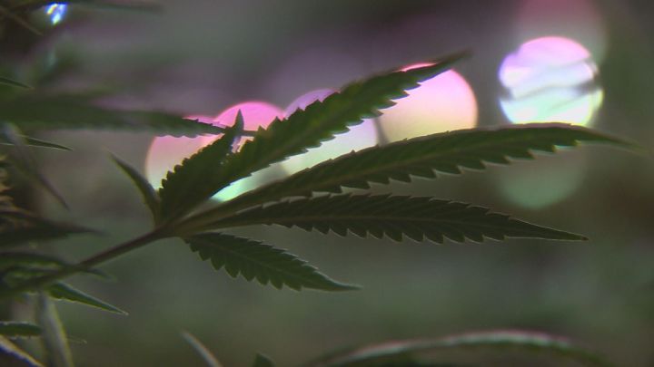 Growing pot illegally? You may still be able to claim business expenses on it.