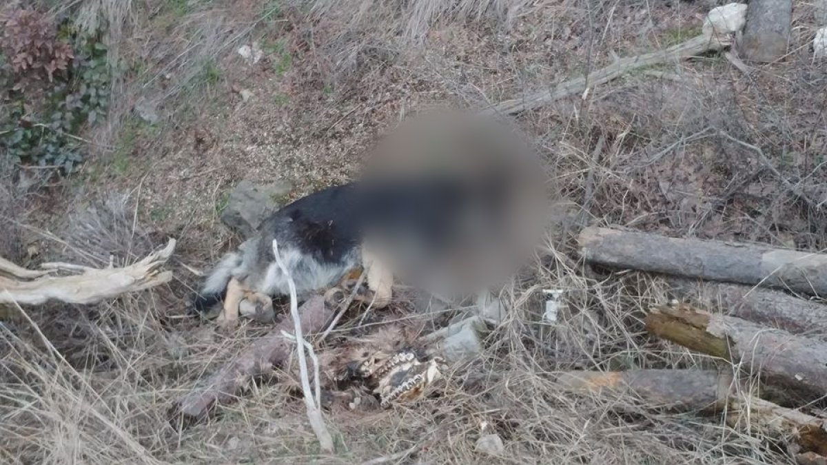 Dead dog found amongst trash in Okanagan back country - image
