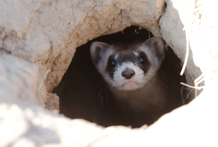 FILE - In this Oct. 5, 2015, file photo, a black-footed ferret looks out of the entrance to a prairie dog tunnel after being let loose during a release of 30 of the animals by the U.S. Fish and Wildlife Service at the Rocky Mountain Arsenal National Wildlife Refuge in Commerce City, Colo. 