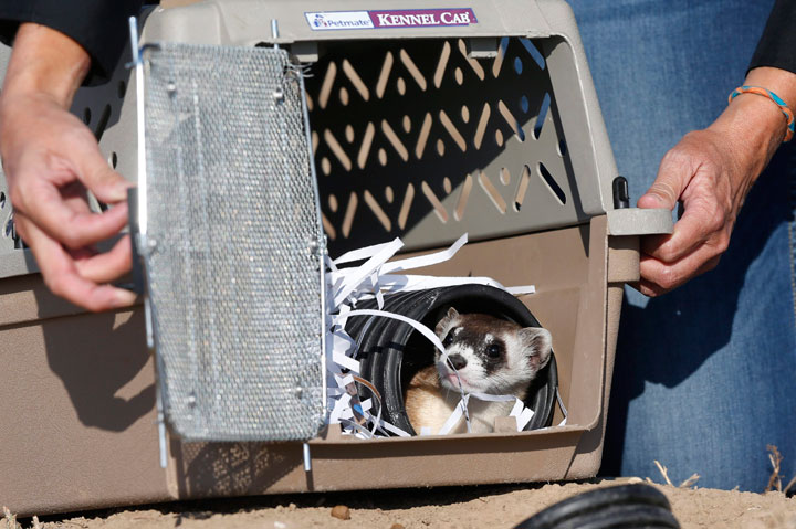 A black-footed ferret looks out of a crate that it was carried in to a site to be set free during a release of 30 of the animals by the U.S. Fish and Wildlife Service Monday, Oct. 5, 2015, at the Rocky Mountain Arsenal National Wildlife Refuge in Commerce City, Colo.