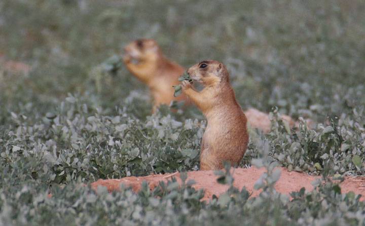 This Aug. 6, 2015 photo shows prairie dogs in southern Utah.