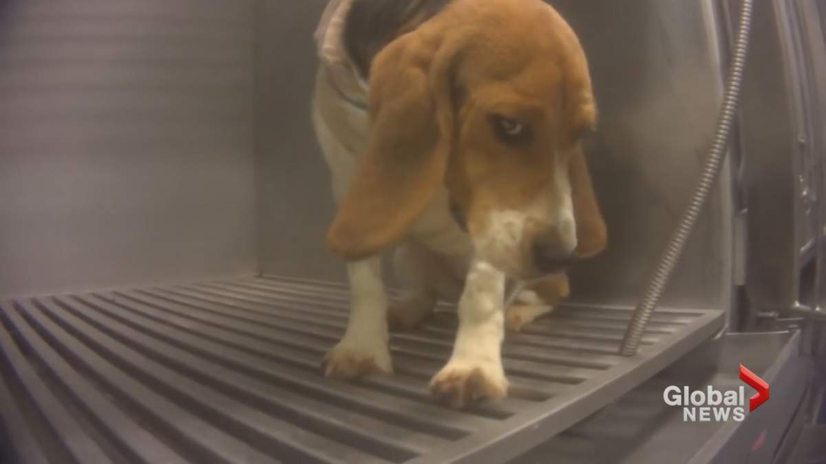 A West Island research lab in is on the defensive after shocking video surfaced showing mistreatment of animals at their Bair D'Urfé laboratories. Sunday, March 19, 2017.