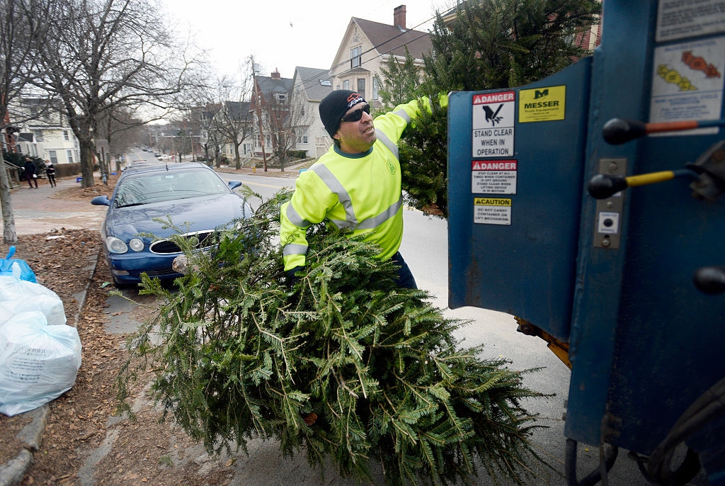 City staff endorse curbside Christmas tree collection after successful trial - image