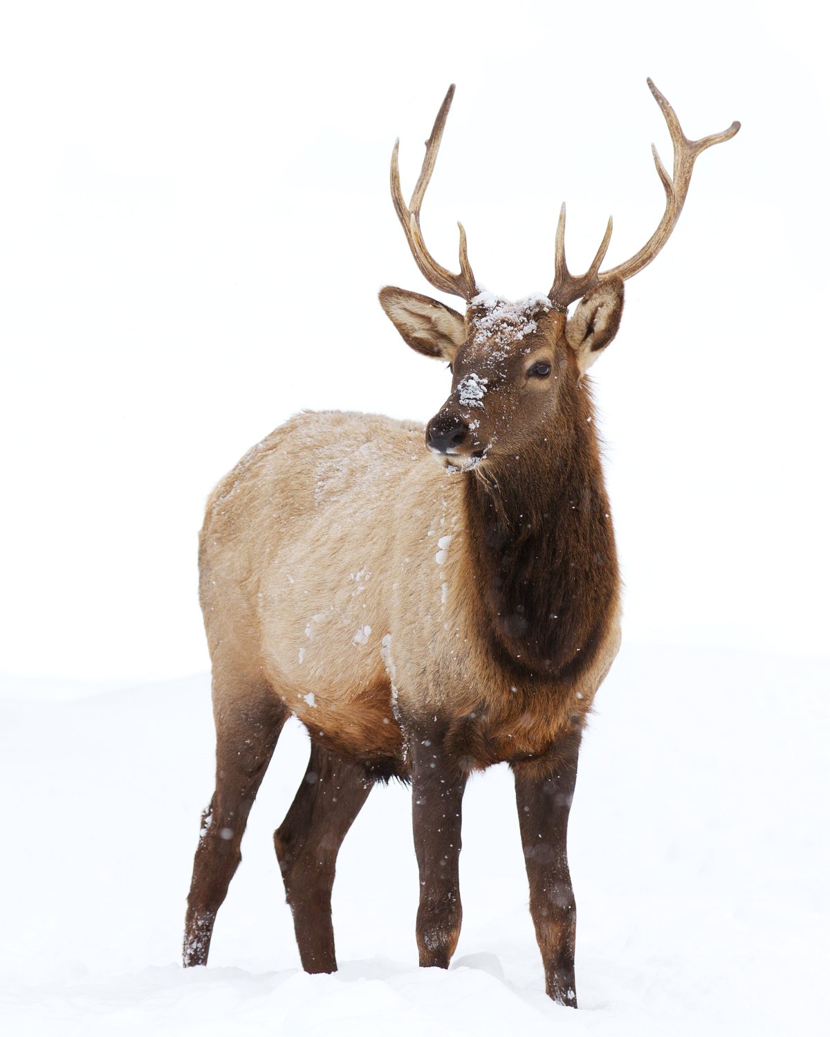 Officials with the Ministry of Natural Resources are investigating the discovery of several deer and elk heads near the Saugeen River. Stock photo.