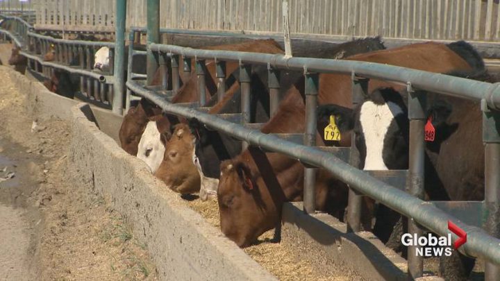A bovine tuberculosis outbreak started in October 2016 after a cow from Alberta that was slaughtered in the U.S. was found to have the disease.