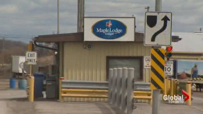 Because of their age and their tendency to peck each other in close quarters, spent hens are fragile and often have missing feathers. As a result, they are more susceptible to the elements.