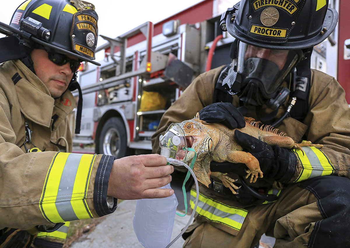 In this Friday, March 10, 2017 photo, Pendleton firefighter/paramedics Craig Murstig, left, and Marc Proctor give first-aid oxygen to an iguana rescued from a burning house on Southwest Goodwin Ave. in Pendleton, Ore.