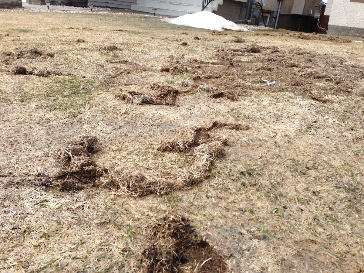 Some Winnipeg yards are being damaged from voles. 