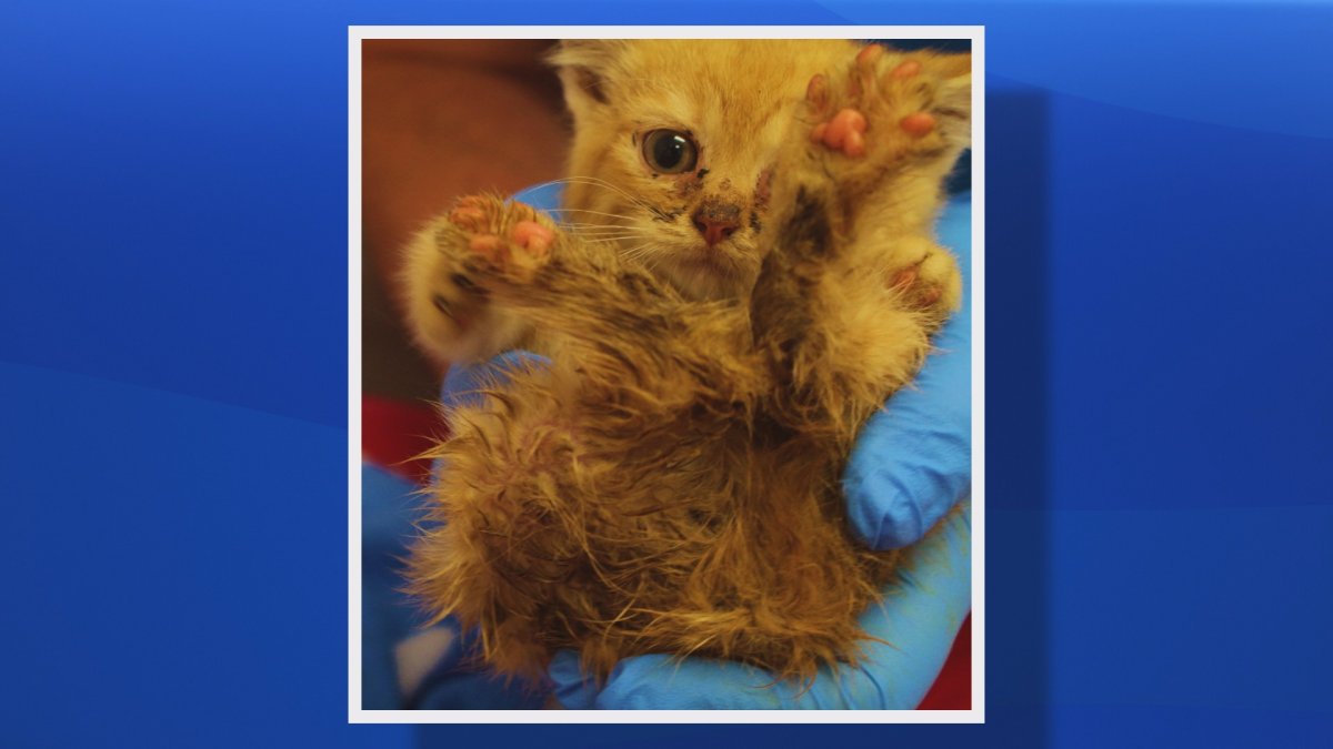A mother cat and five kittens, including the one pictured, were found "urine soaked and  caked with feces" in a plastic kennel by the Nova Scotia SPCA in a home in Annapolis County in March 2016. A total of 17 cats were removed from the home.