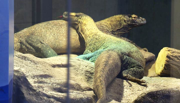 Saskatoon Forestry Farm Park and Zoo offers a sneak peek of the new Komodo dragon exhibit on Wednesday.