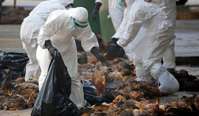‘Estén muy atentos’: granjeros y médicos preocupados por el brote de gripe aviar