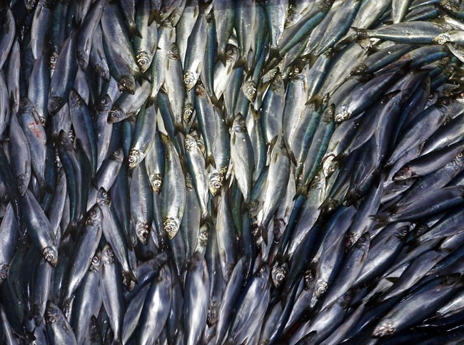 In this July 8, 2015, file photo, herring are unloaded from a fishing boat in Rockland, Maine. 