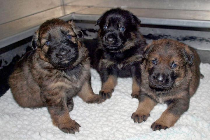 The first three German shepherd puppies born at the RCMP Police Dog Service Training Centre in 2017.