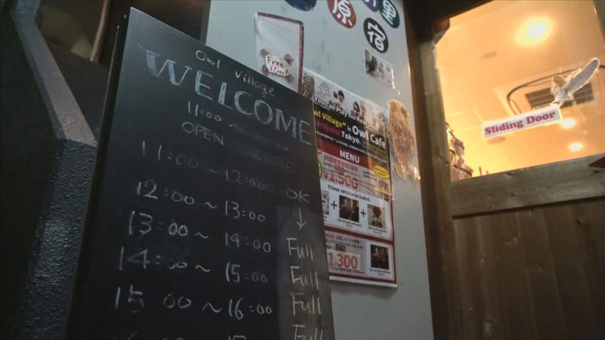 Owl cafes in Japan draw ire of animal safety activists - image