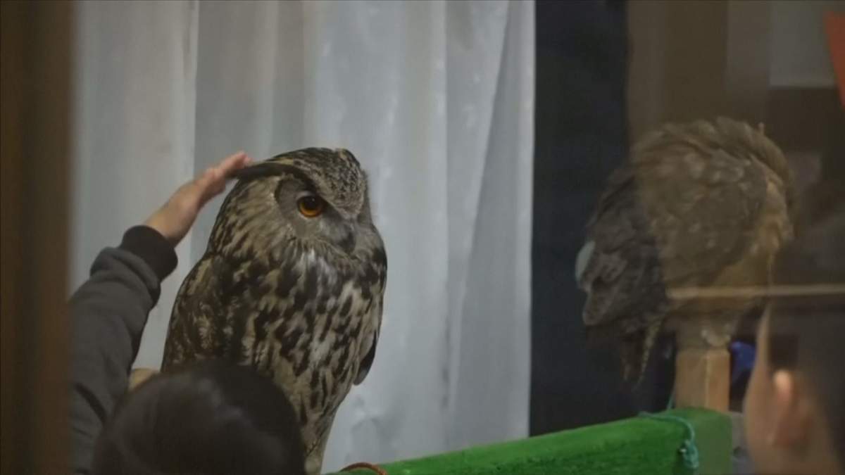 Owl cafes in Japan draw ire of animal safety activists - image