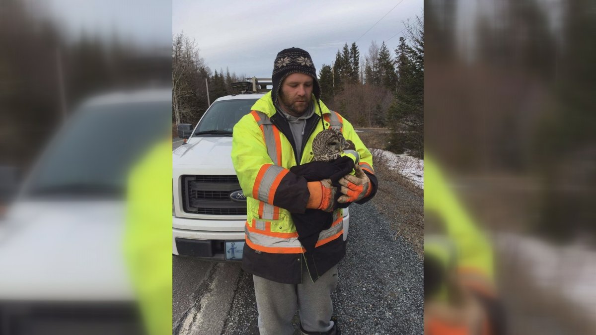 Will Shelley and his co-workers rescued an injured owl on Tuesday.
