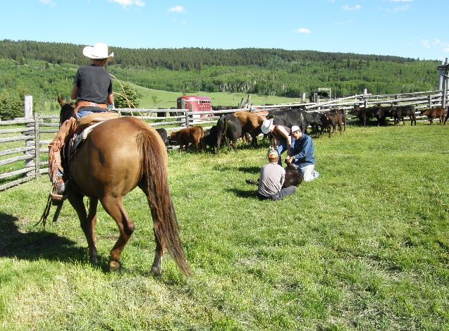 The 900-hectare Oxley Ranch in the southern Alberta foothills is owned and operated by Jennifer Barr and her family.