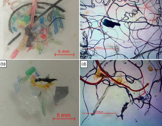 Examples of some microplastics Vermaire and the Ottawa Riverkeepers recovered during sampling.