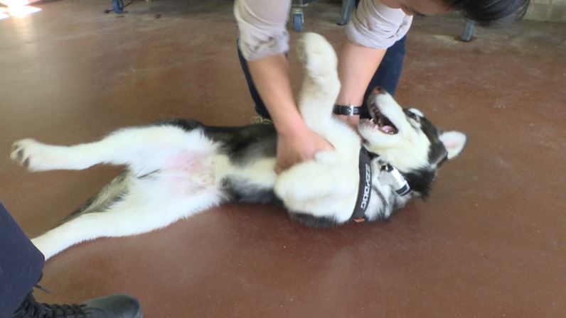 Chopper getting a belly rub at the fire hall.