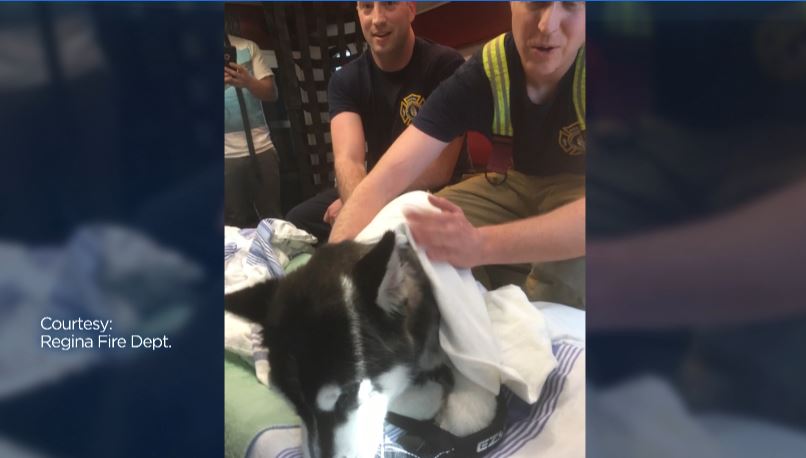 Firefighters check on Chopper after the rescue.